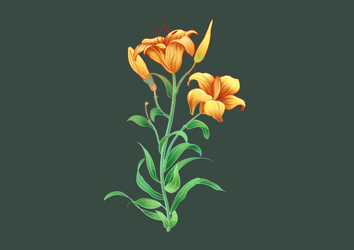 小清新黄色花朵花苞植物插画