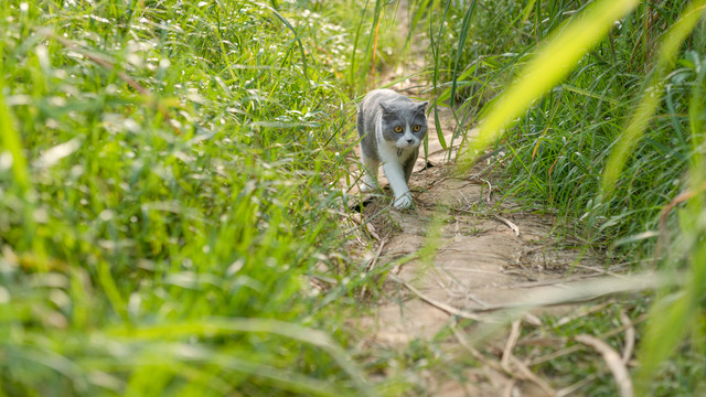 草丛探险的小猫咪