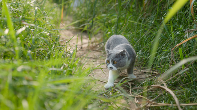 草丛探险的小猫咪