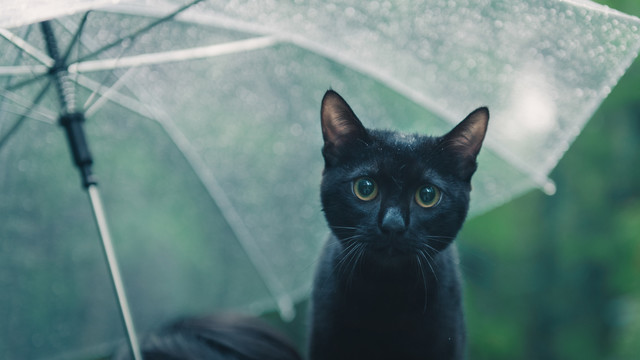 打着伞的黑色猫咪