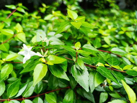 绿化植物