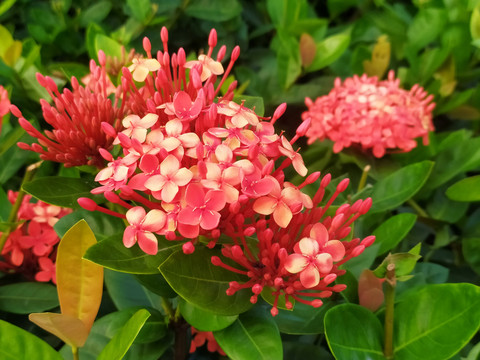 龙船花
