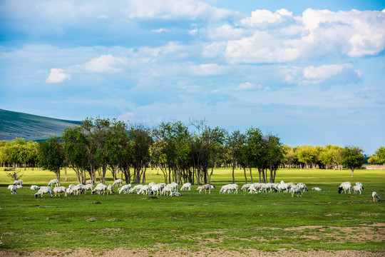 林间草原羊群放牧