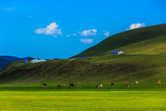 丘陵草原牛群蒙古包