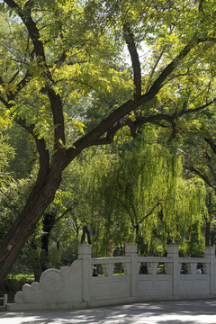 大树与绿荫