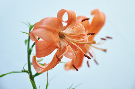 百合花花瓣特写