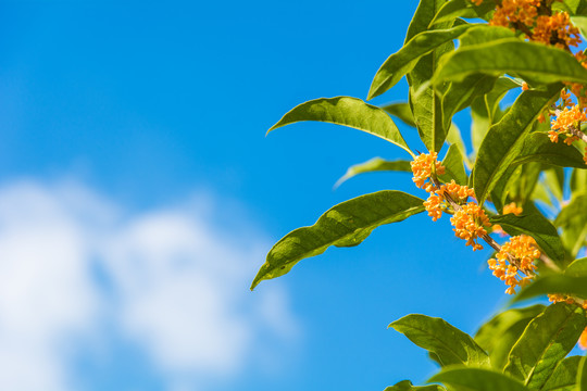 秋天桂花特写