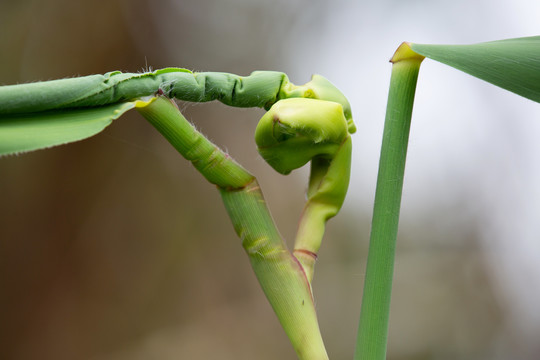 虫瘿