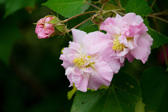 木芙蓉