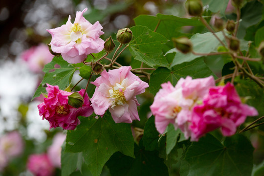 木芙蓉