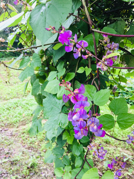 紫色扁豆花