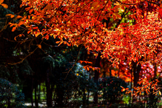 秋季的中国长春南湖公园红叶景观