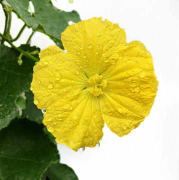 丝瓜花