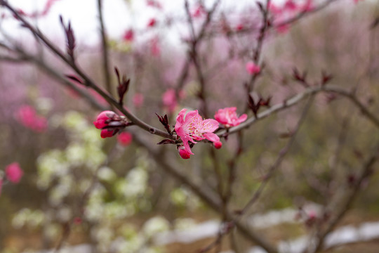 桃花开