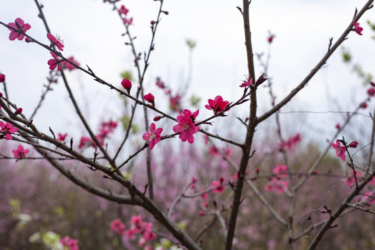 桃花开