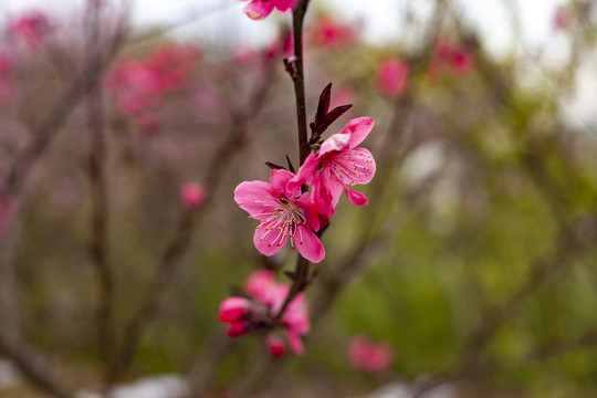 桃花开