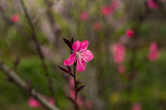 桃花开