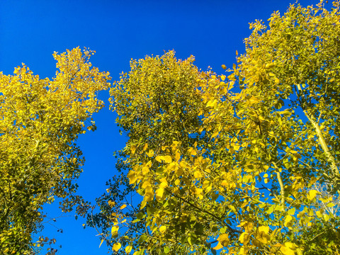 秋季金色树叶