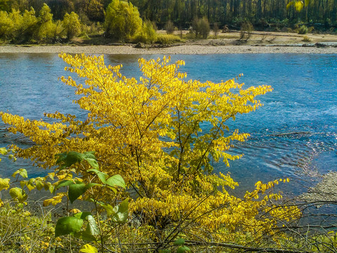 河流森林黄树叶