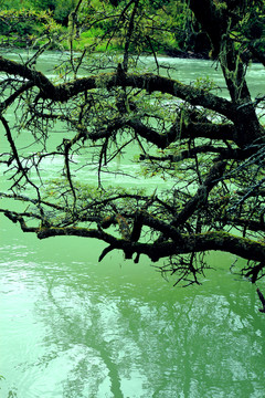 河面上的树枝