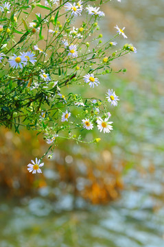 河边的野菊花