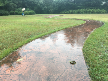 雨中散步