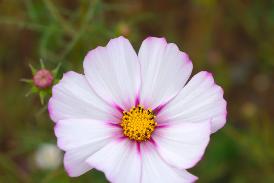 花草8