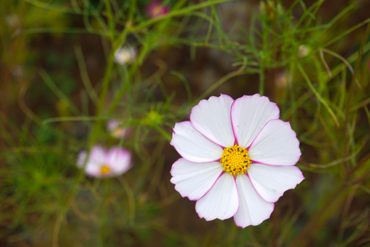 花草10