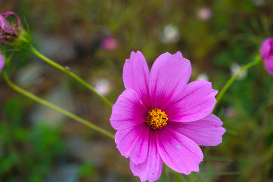 花草11