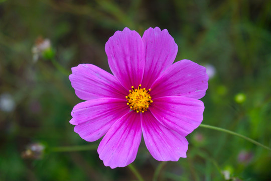 花草28