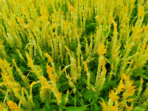 黄色穗冠花