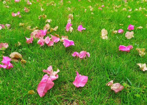 草地上的落花
