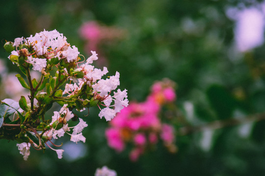 银薇花