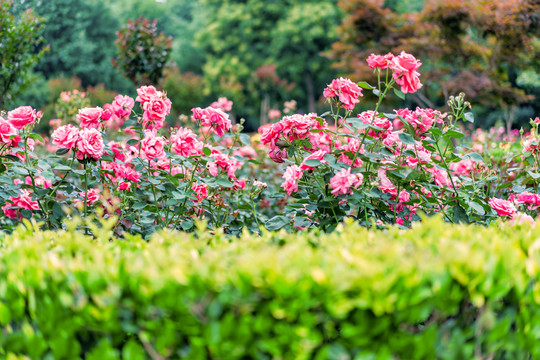 植物园月季花