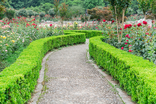 杭州花圃园林景观月季花