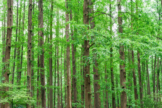 背景素材绿色树林