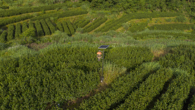 牯牛降高山茶园