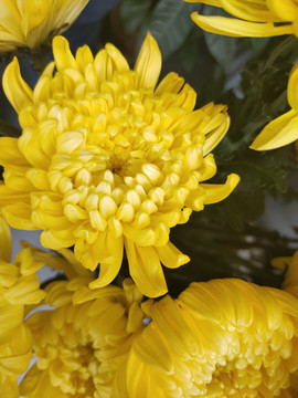 菊花