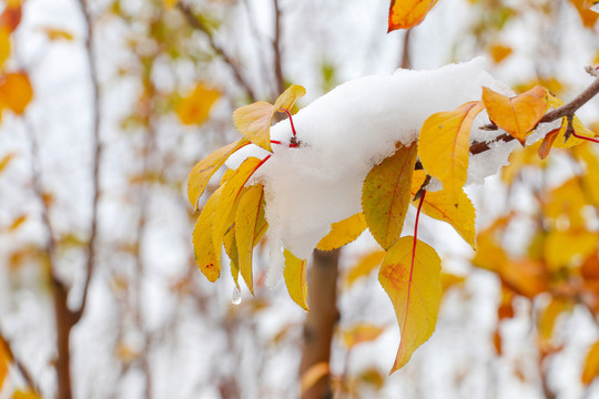 落雪树叶
