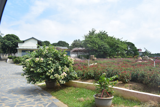 松山湖梦幻百花洲花卉景点