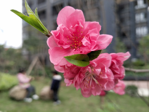 粉红桃花微距特写红花粉嫩绿化带