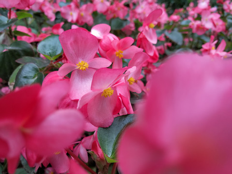 秋海棠微距特写红花粉嫩绿化带