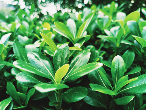 绿植海桐