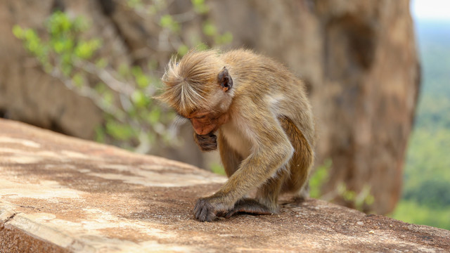 狮子岩的猴子