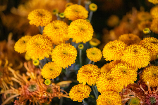 菊花