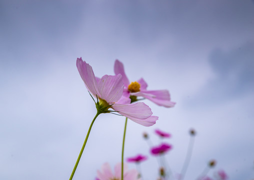 波斯菊