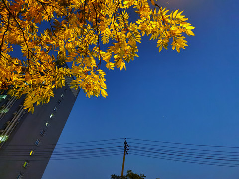 夜晚灯下黄色树叶