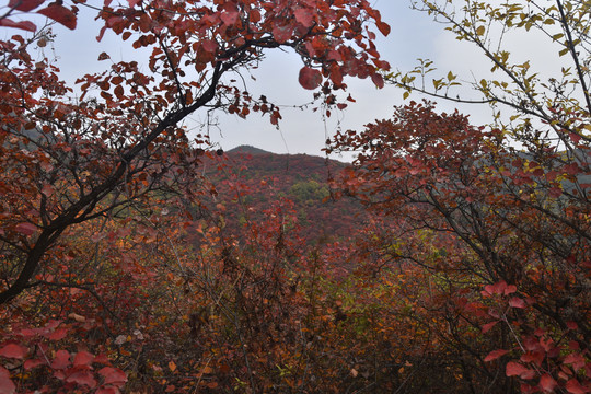 香山红叶