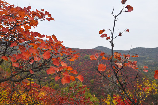 香山红叶