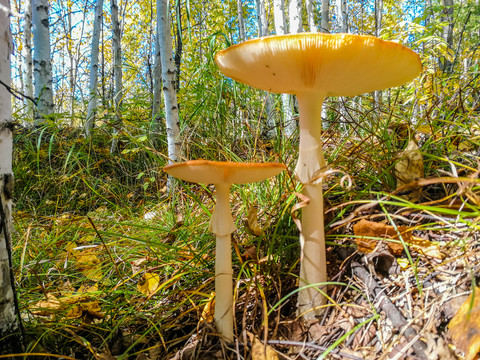 白桦林野生蘑菇